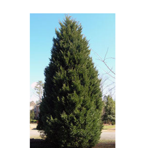Schwerman Christmas tree Varieties